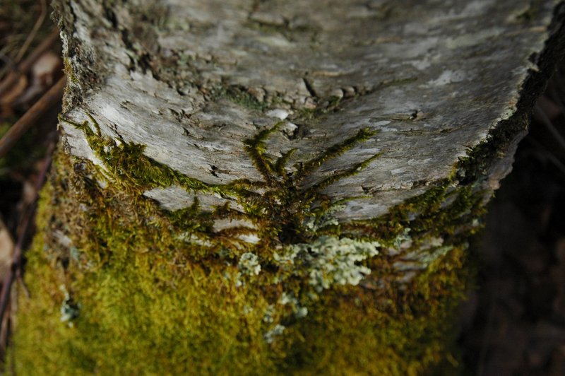 Lichens forestiers 3.3.2013 028